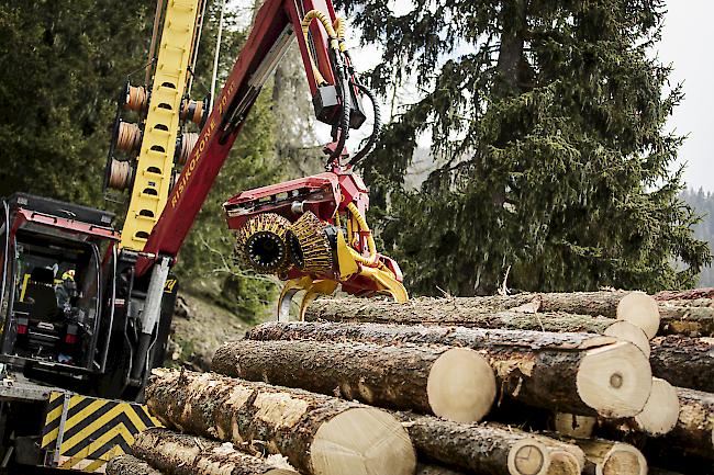 Bilanz. 2018 ernteten die Schweizer Forstbetriebe nicht zuletzt wegen des teils starken Borkenkäferbefalls mehr Holz als noch ein Jahr zuvor.