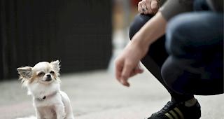 Der Tierschutz Oberwallis kann wegen eines zur&uuml;ckgetretenen Vorstandmitglieds vorl&auml;ufig keine Hunde mehr aufnehmen. 