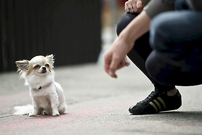 Der Tierschutz Oberwallis kann wegen eines zurückgetretenen Vorstandmitglieds vorläufig keine Hunde mehr aufnehmen. 