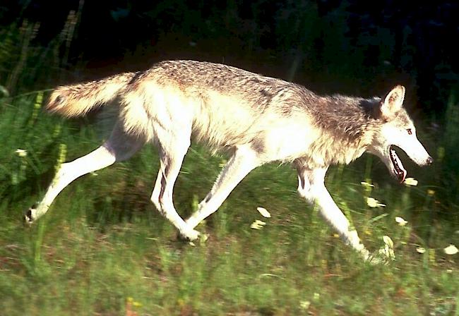 Wolfspaar in Mittelbünden sei aus Italien eingewandert. (Themenbild)