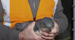 Um zum Bahnhof zu gelangen, &uuml;berquerte das Pinguin-P&auml;rchen wom&ouml;glich eine vielbefahrene Autobahn. Oder es gelangte &uuml;ber Wasserrohre in die Innenstadt.