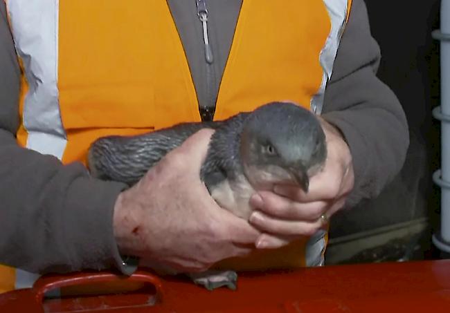 Um zum Bahnhof zu gelangen, überquerte das Pinguin-Pärchen womöglich eine vielbefahrene Autobahn. Oder es gelangte über Wasserrohre in die Innenstadt.