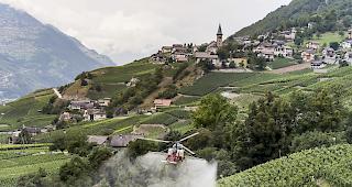 Ein Lama Helikopter der Air Glacier bespr&uuml;ht Reben gegen Ungeziefer und Pilzbefall bei Flanthey oberhalb von Siders. (Archivbild)