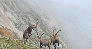 Abendprogramm. Mit ein bisschen Gl&uuml;ck kann man vom H&uuml;ttenfenster aus Steinb&ouml;cke beobachten.