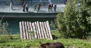 Wegen des Swiss-E-Prix am 22. Juni in Bern musste im B&auml;rengraben eine grosse Eiche gef&auml;llt werden. 