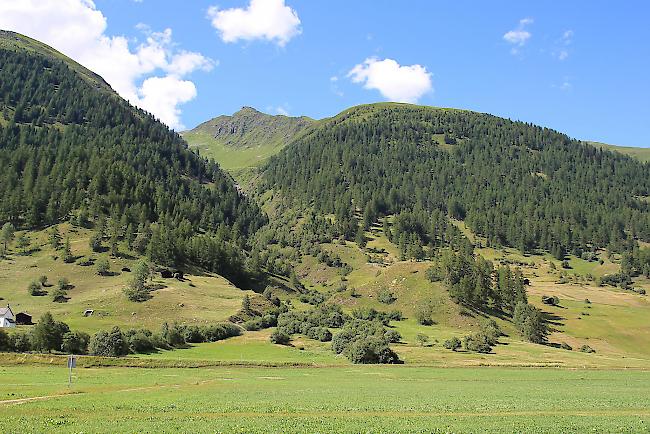 Am Montagnachmittag wurde eine 59-jährige Frau aus dem Kanton Aargau auf dem Gommer Höhenweg von einem herunterstürzenden Baum getroffen. Die Wanderin verstarb noch auf der Unfallstelle.