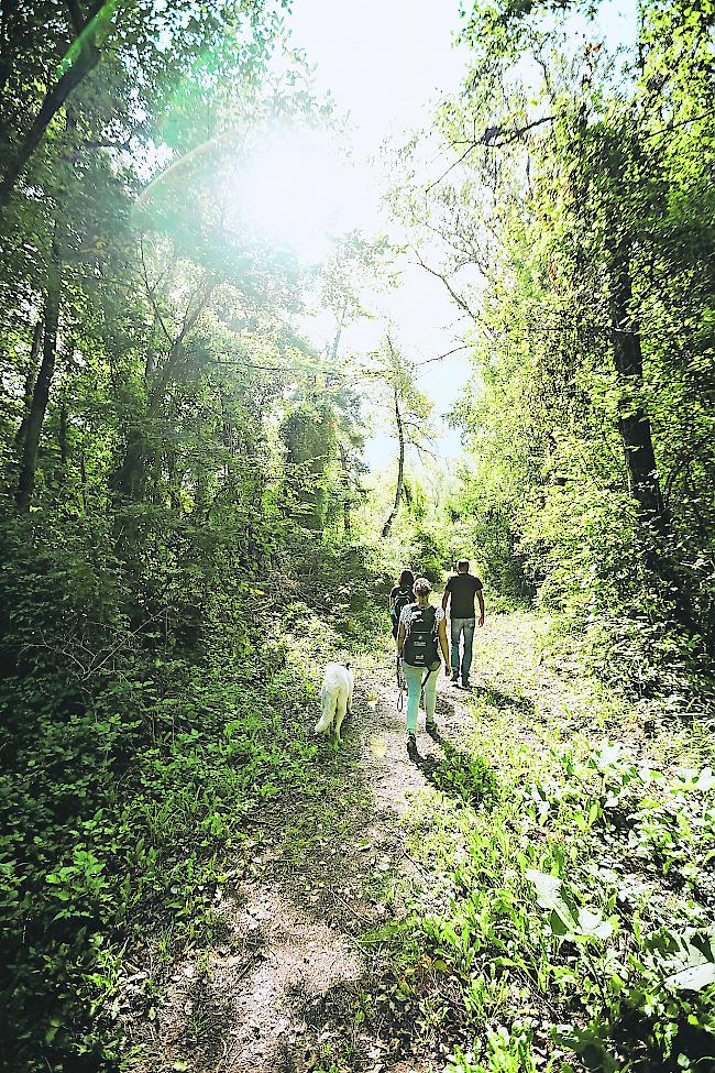 Im Schutzgebiet Pfynwald müssen Hunde an der Leine geführt werden.