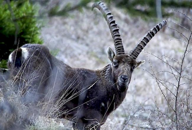 Im Wallis bevölkern rund 5000 Steinböcke die Berge, davon etwa 3000 im Oberwallis.  

