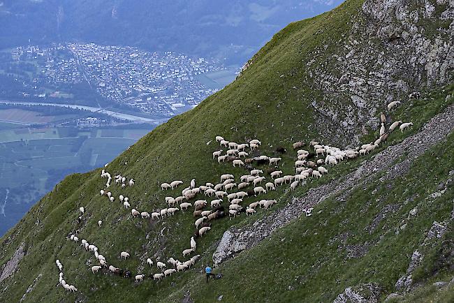 Impressionen vom "Schafübergang" zwischen dem Guschasattel und Fläscher Fürggli, in Fläsch.