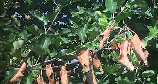 Feuerbrand im Vormarsch