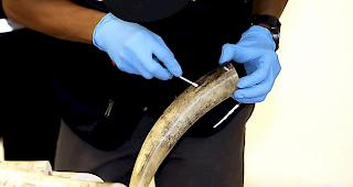 Der weltweite Handel mit Elfenbein ist mit einzelnen Ausnahmen seit 1989 verboten.