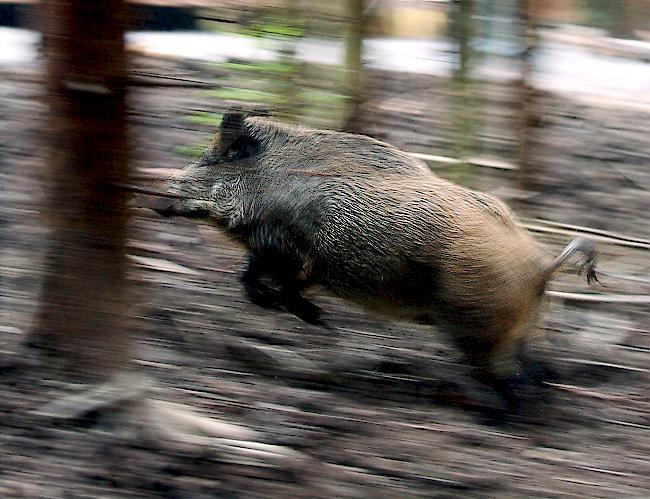 Die Wildschweine umringten einen 37-jährigen Mann und seine 27-jährige Begleitung, die Schutz auf einem Holzstoss fanden. (Symbolbild)