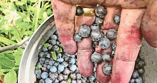 Die Beere machts. Die Heidelbeeren sind eine der wichtigsten Zutaten.