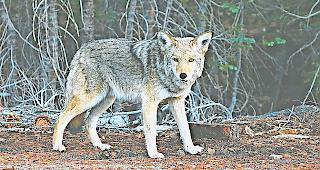 Nicht leicht zu erwischen: ein Wolf in freier Wildbahn.