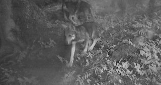 Mindestens drei Wolfswelpen tappten im Waadtl&auml;nder Jura in die Videofalle. Auf dem Bild: Die Wolfswelpen, welche letzte Woche in Chablais aufgenommen wurden. (Themenbild)