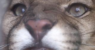 Das Tier lief davon, als der Vater sich n&auml;herte.