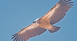 Kein seltener Gast mehr. Der G&auml;nsegeier wird seit einigen Jahren immer h&auml;ufiger im Wallis beobachtet.Foto Ralph Imstepf