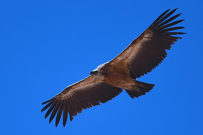 Kein seltener Gast mehr. Der Gänsegeier wird seit einigen Jahren immer häufiger im Wallis beobachtet.