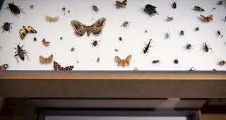 Zu den Ursachen f&uuml;r den R&uuml;ckgang der Insekten z&auml;hlen die Zerst&ouml;rung der Lebensr&auml;ume und der Einsatz von Pflanzenschutzmitteln und D&uuml;ngern.

