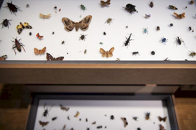 Zu den Ursachen für den Rückgang der Insekten zählen die Zerstörung der Lebensräume und der Einsatz von Pflanzenschutzmitteln und Düngern.

