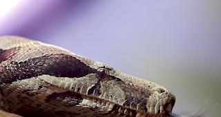 Boa Constrictor: Da die Art in der Schweiz nicht heimisch ist, muss die Schlange entweder mutwillig ausgesetzt worden oder entwischt sein. (Symbolbild)