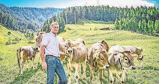 Tr&uuml;gerische Idylle. Gerhard Kiechler inmitten seiner Mutterkuhherde, in der vor zwei Tagen ein Wolf in der Nacht f&uuml;r Unruhe sorgte.Foto wb