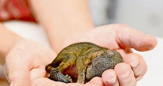 Nachdem das gerettete Eichh&ouml;rnchen im Tierheim in Eyholz liebevoll aufgep&auml;ppelt wurde...