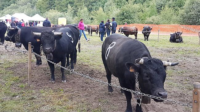 Dreiländer-Stechfest «Espace Mont-Blanc» am Sonntag in Les Haudères bei Evolène im Eringtal.