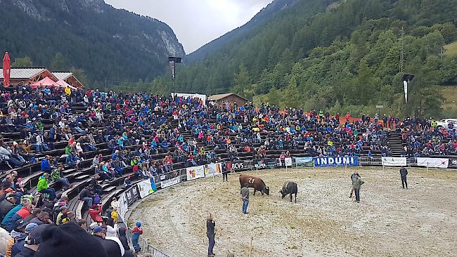 Ringkuhkampf «Reine Espace Mont-Blanc» in Les Haudères.