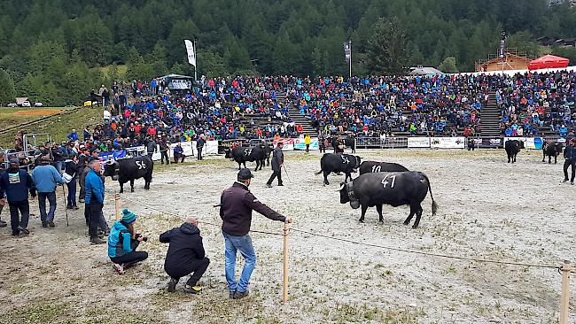 Dreiländer-Stechfest «Espace Mont-Blanc» am Sonntag in Les Haudères bei Evolène im Eringtal.