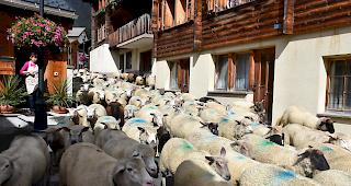 Am Sonntag ging in Leukerbad der traditionelle Schafabzug &uuml;ber die B&uuml;hne. Rund 600 Schafe kehrten von der Gemmi zur&uuml;ck ins Dorf.