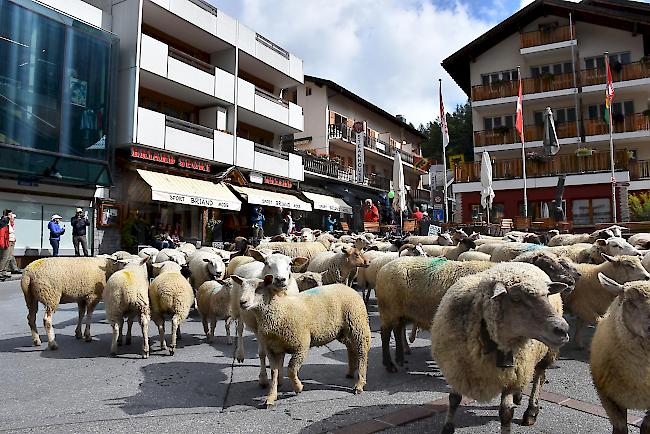 Schafabzug von der Gemmi nach Leukerbad.