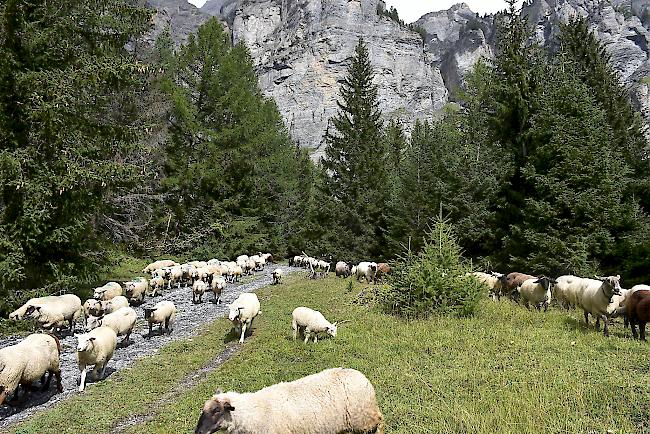 Schafabzug von der Gemmi nach Leukerbad.