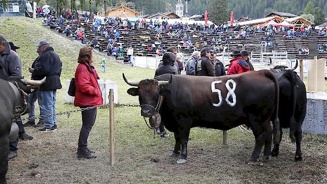 Ringkuhkampf «Reine Espace Mont-Blanc» in Les Haudères.