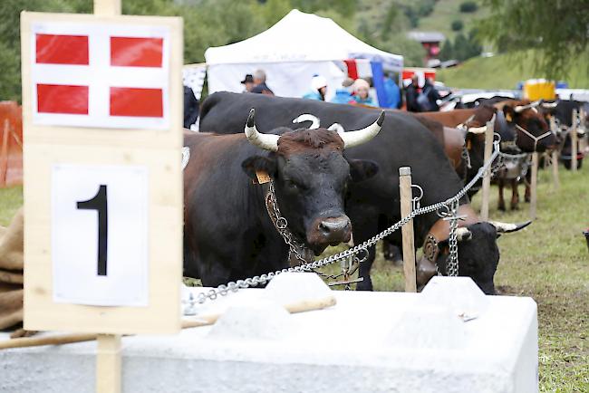 Ringkuhkampf «Reine Espace Mont-Blanc» in Les Haudères.