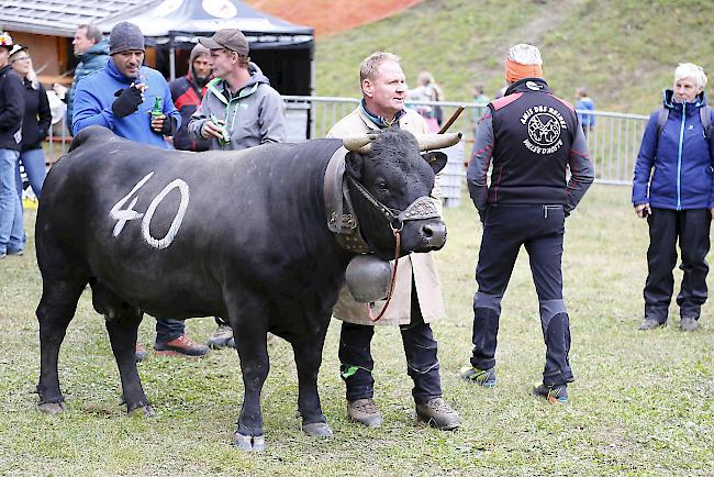 Ringkuhkampf «Reine Espace Mont-Blanc» in Les Haudères.