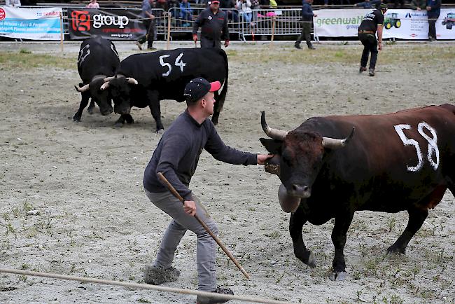 Ringkuhkampf «Reine Espace Mont-Blanc» in Les Haudères.