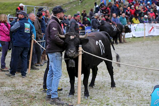 Ringkuhkampf «Reine Espace Mont-Blanc» in Les Haudères.