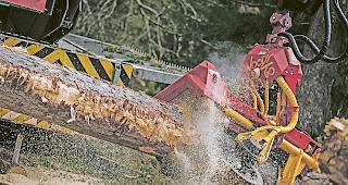 Forst Aletsch. Aufr&auml;umarbeiten im Guferwald unterhalb Bettmeralp im vergangenen Mai.