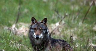 Der Vorstoss von SVP-Grossrat Logean, die kantonalen Jagdaufseher w&auml;hrend oder ausserhalb der Jagdsaison mit zus&auml;tzlichen J&auml;gern zu unterst&uuml;tzen, um die Chance auf einen Wolfsabschuss zu erh&ouml;hen, hat die Kantonsregierung entgegen genommen.