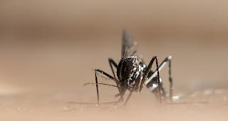 Die Tigerm&uuml;cke breitet sich seit Jahren in Europa aus. Sie ist potentielle &Uuml;bertr&auml;gerin von tropischen Viruserkrankungen wie Dengue-, Zika- und Chikungunyafieber.