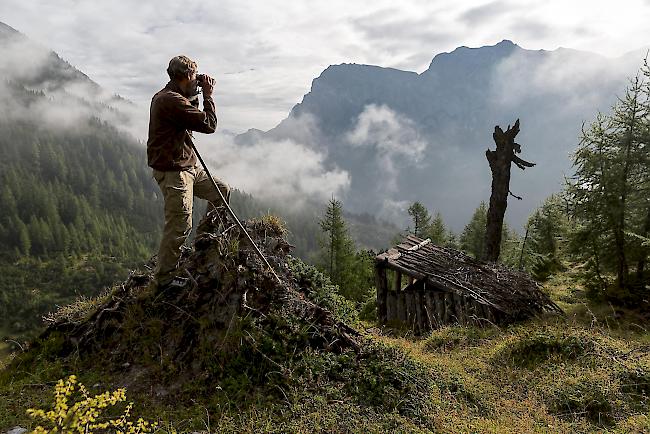 Pro Natura zum revidierten Jagdgesetz: Der Begriff «geschützte Art» wird «zur leeren Worthülse».