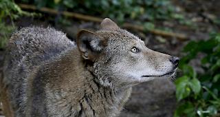 Gesch&uuml;tzte Tiere d&uuml;rfen gem&auml;ss dem revidierten Gesetz zur Bestandesregulierung abgeschossen werden.