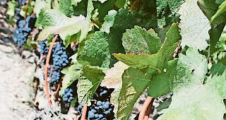 Anstehende Weinlese. Dieses Jahr wird f&uuml;r Provins-Winzer kein einfaches.Foto wb