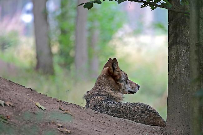 Schafhalter erhält eine Entschädigung, weil ein Wolf seine Schafe riss.