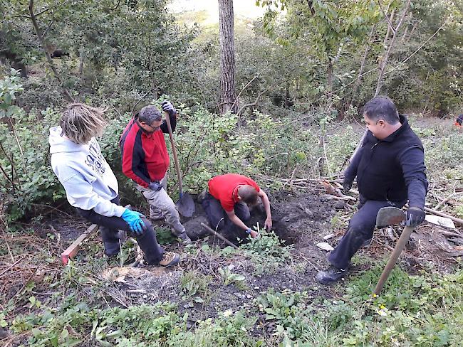 Anlässlich des Herbst-Zunftwerks der «Cheschtinu-Zunft Eyholz» wurden 14 Mulden ausgehoben, in die neue Kastanienbäume gesetzt werden sollen. 