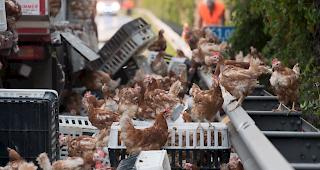 Die &uuml;berlebenden H&uuml;hner wurden in einem nahen Schlachthof notgeschlachtet. 