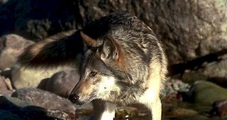 Umweltorganisationen bek&auml;mpfen das "Wolfsabschussgesetz"