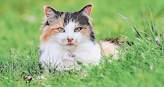 In der Schweiz steht eine Chippflicht f&uuml;r Katzen zur Debatte.