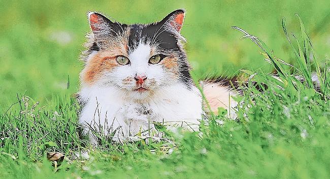 In der Schweiz steht eine Chippflicht für Katzen zur Debatte.